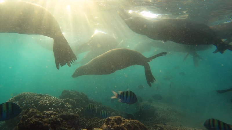 Sea Lion Colony poster