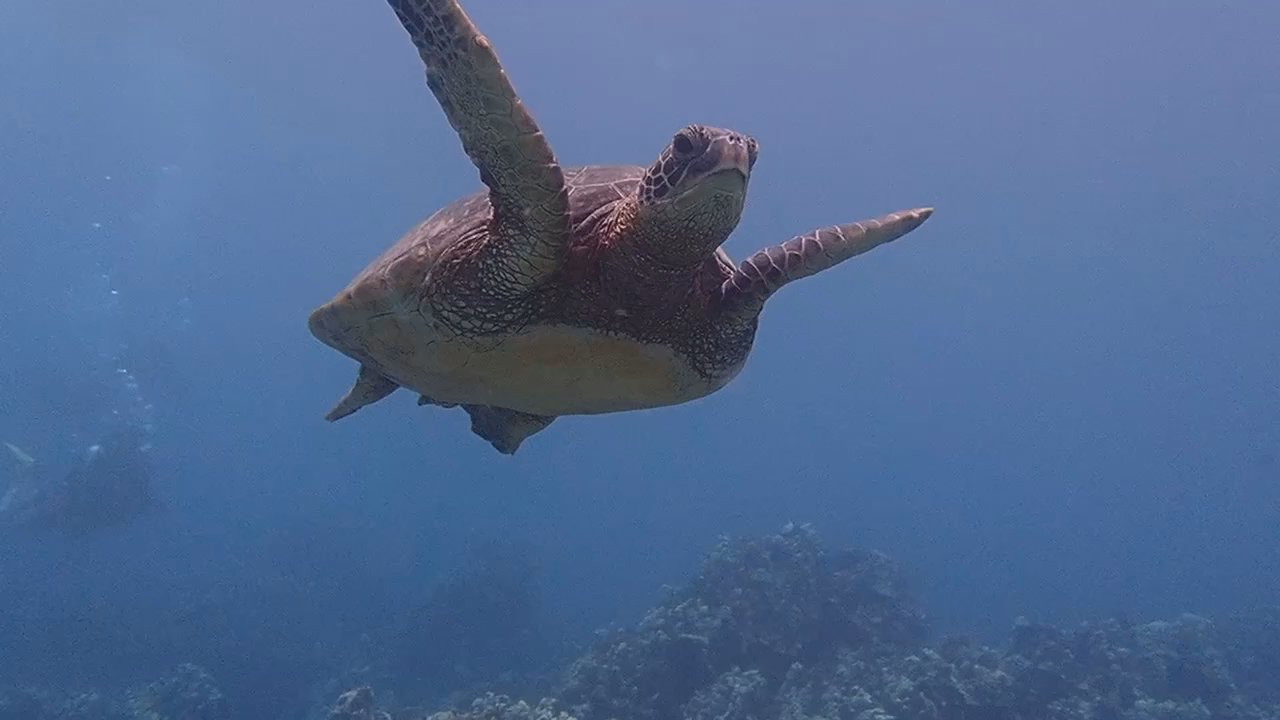 Banyan Tree Divers Maui - Large sea turtle passing over us, truly an amazing experience! - Scuba Diving Near Me - Lahaina, Hawaii