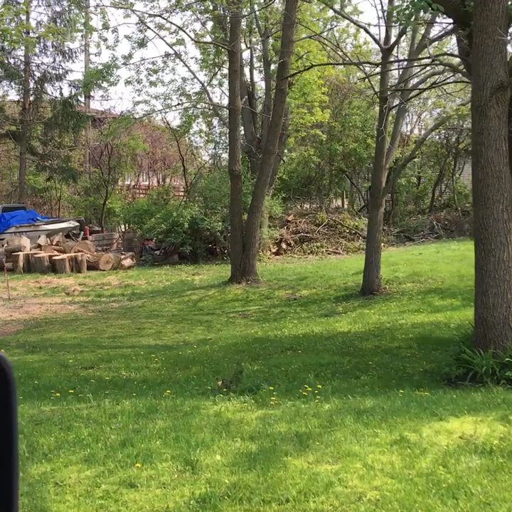Tree Ape Service - Finished product. - Tree Services Near Me - Ladysmith, Wisconsin
