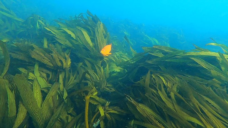 Fish Swimming Above Kelp poster