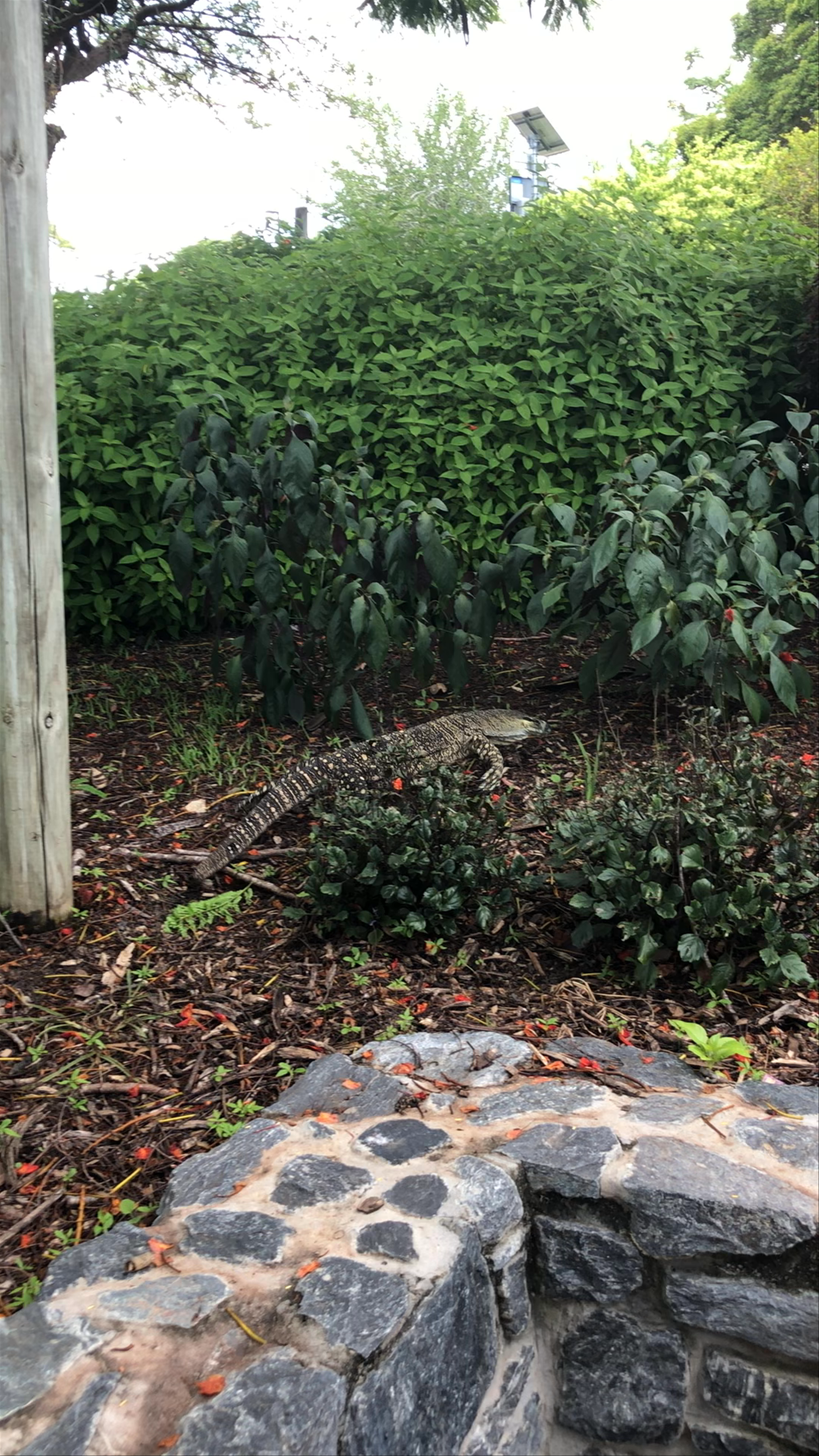 Mount Coot-tha Botanic Gardens