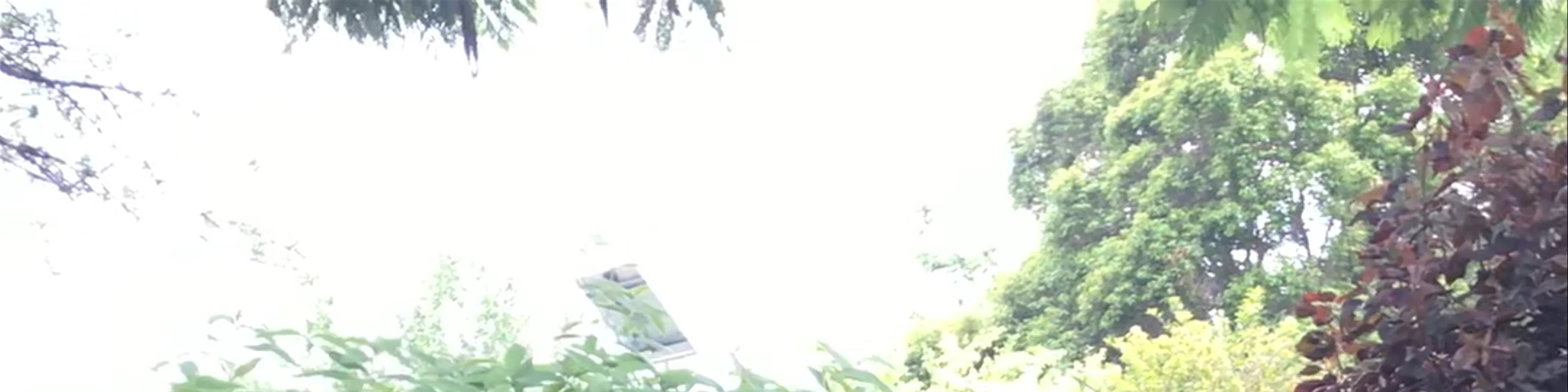 Mount Coot-tha Botanic Gardens