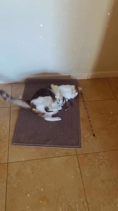 1st Pet Veterinary Centers - Esco playing a couple weeks ago, a year later from his procedure, in all his glorious health & happiness! :3 - Veterinarians Near Me - Mesa, Arizona