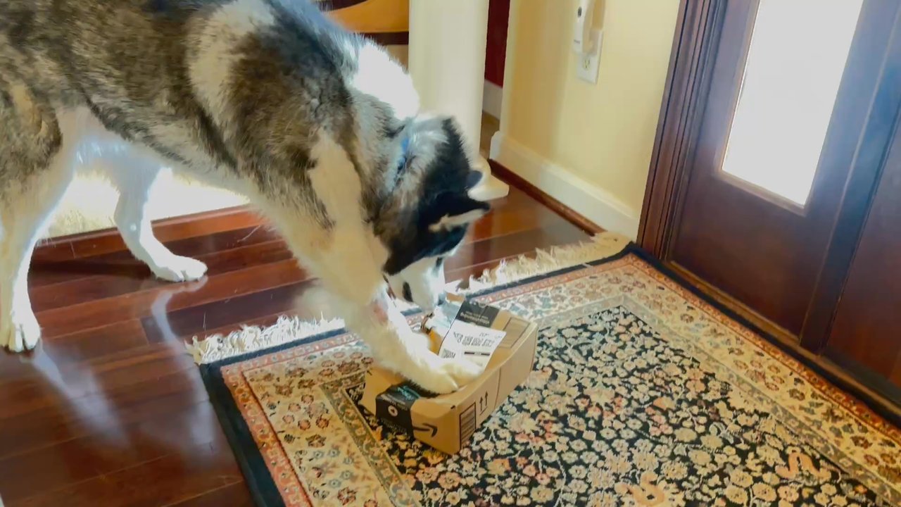 Care Center - Fitz loves to open packages, but didn't have the energy while sick. This obviously after video shows where his legs were shaved for IVs. - Veterinarians Near Me - Cincinnati, Ohio
