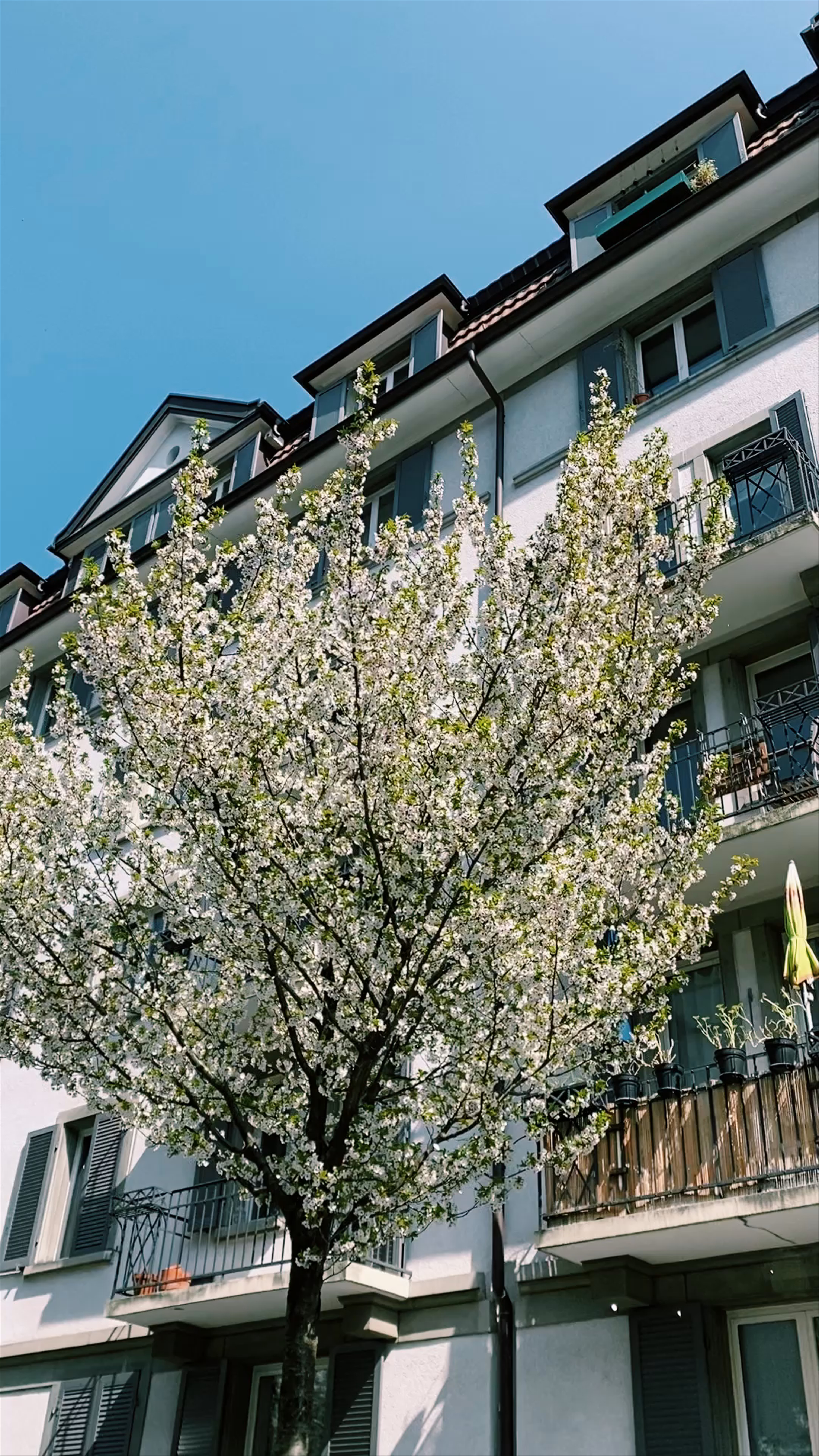 Spring Blossoms at Idaplatz, Zürich