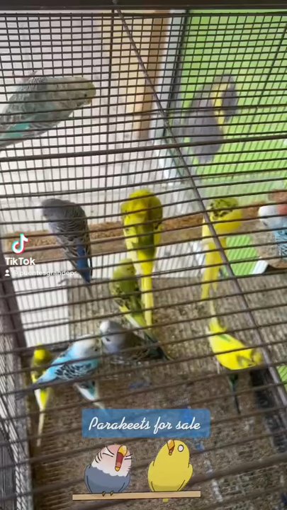 365 Pet Shop - Pet Stores Near Me - Hialeah, Florida