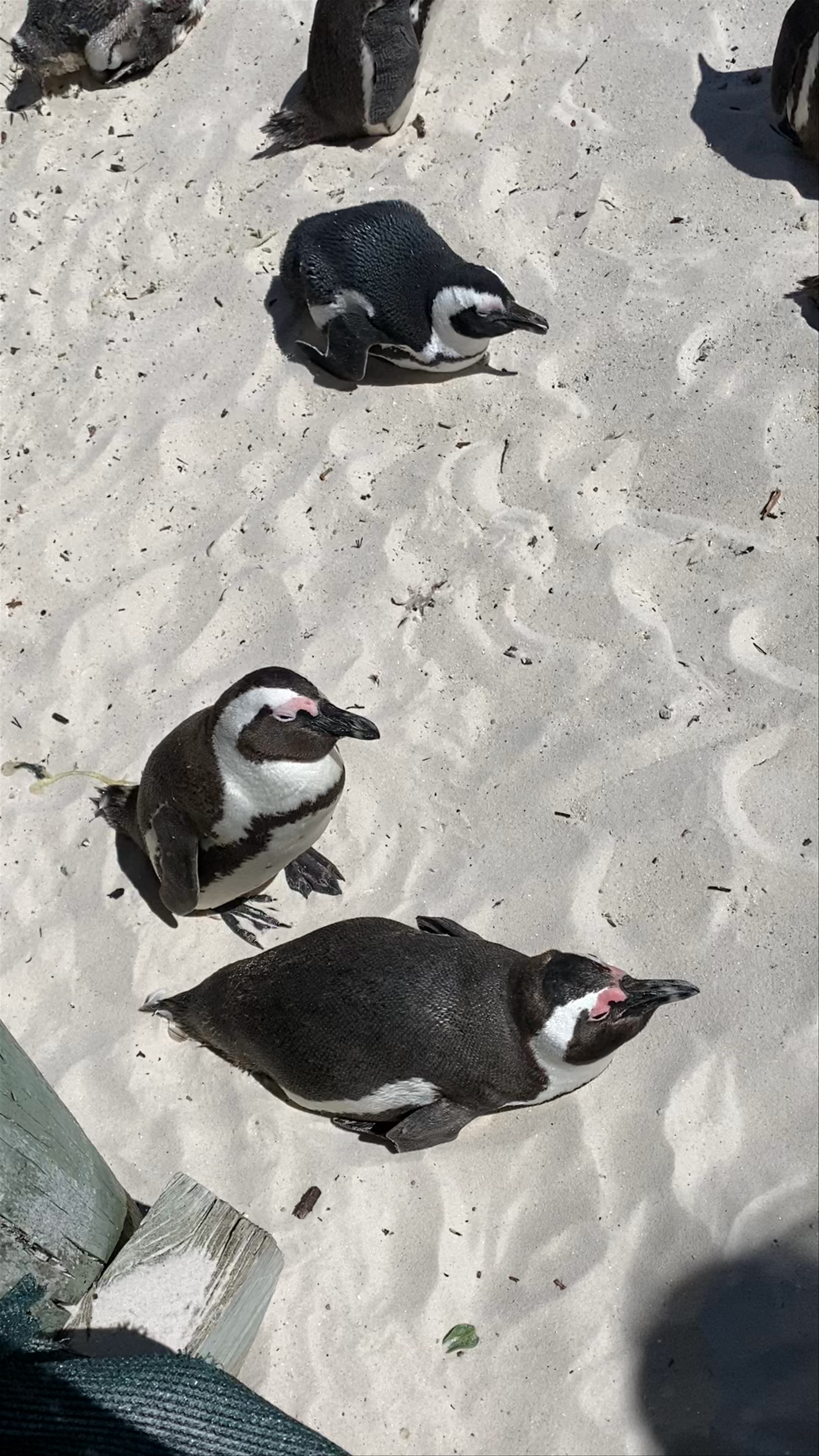 Boulders Penguin Colony