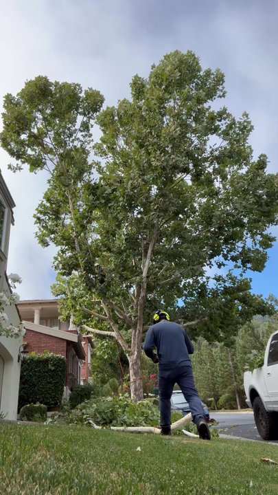 502 Tree Service - Landscaping Near Me