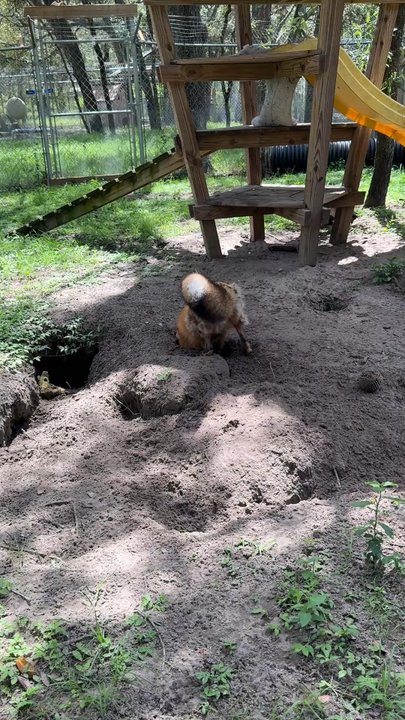 Fox Tales Florida - Community Service/Non-Profit Near Me