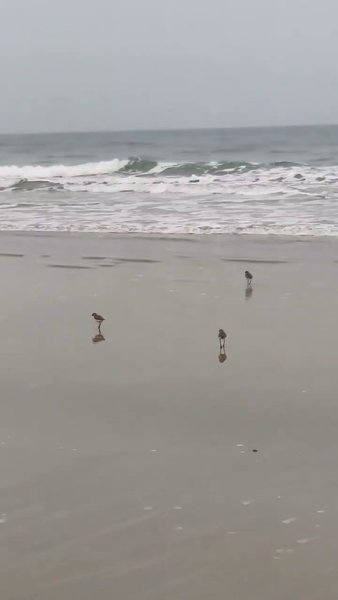 Photo of Benaulim beach 