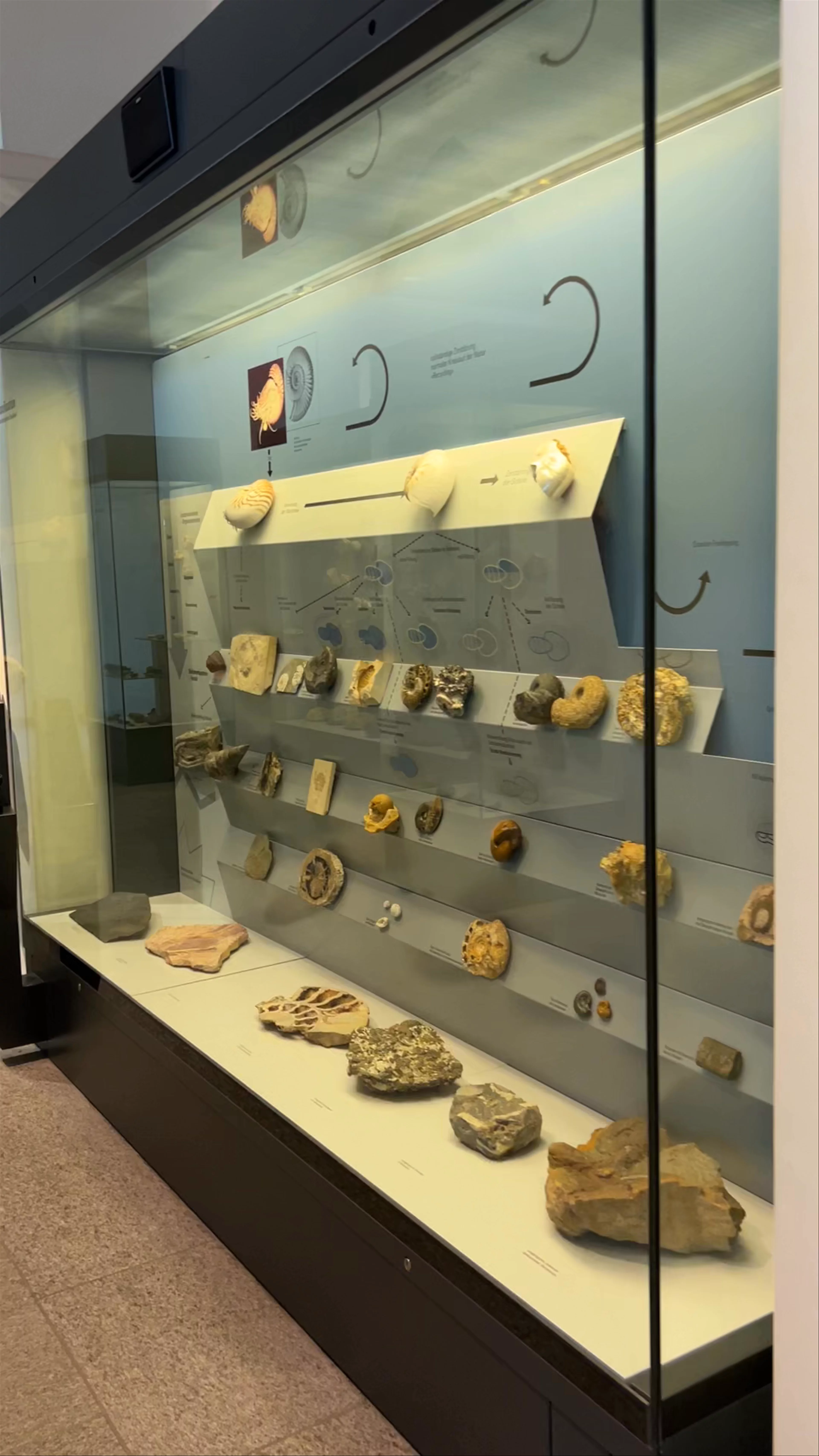focusTerra Geological Museum