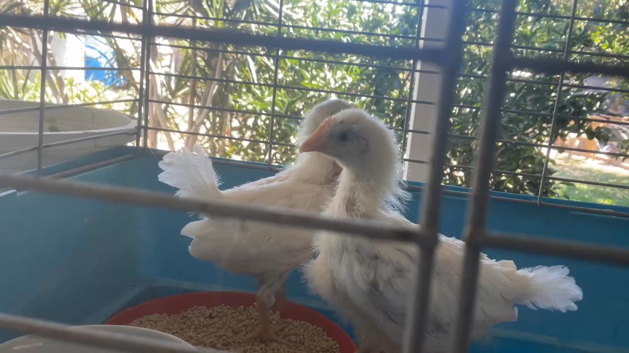 Blacksmith's Corner - This place is so great I bought chicks and they are good the customer server was so good the animals  aren't that expensive - Pet Stores Near Me - Bellflower, California
