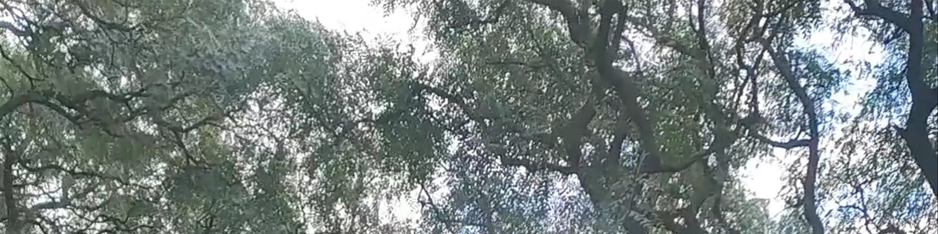 Parque El Rosedal