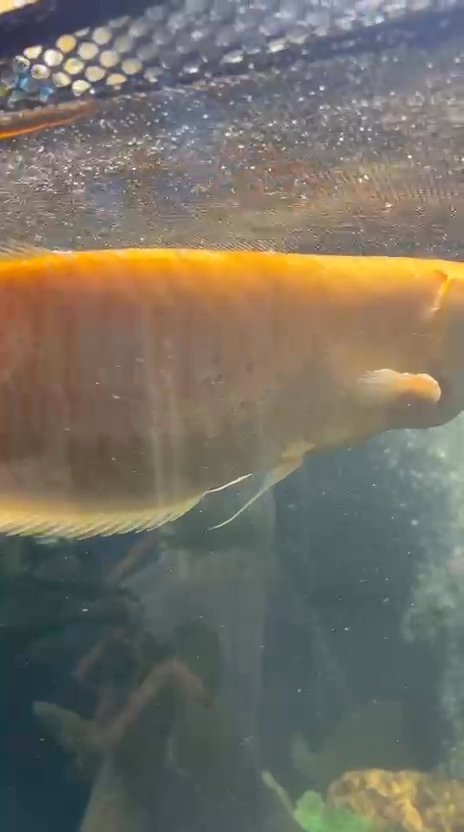 Florida Gar