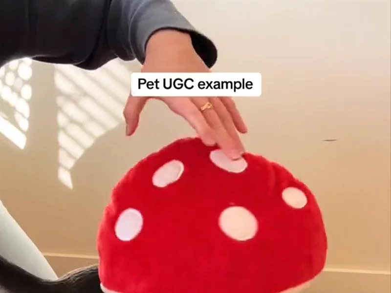 Pet toy example