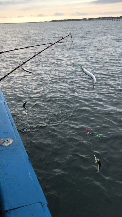 Cee Jay - Catching bait for the stripers. - Fishing Near Me - Provincetown, Massachusetts