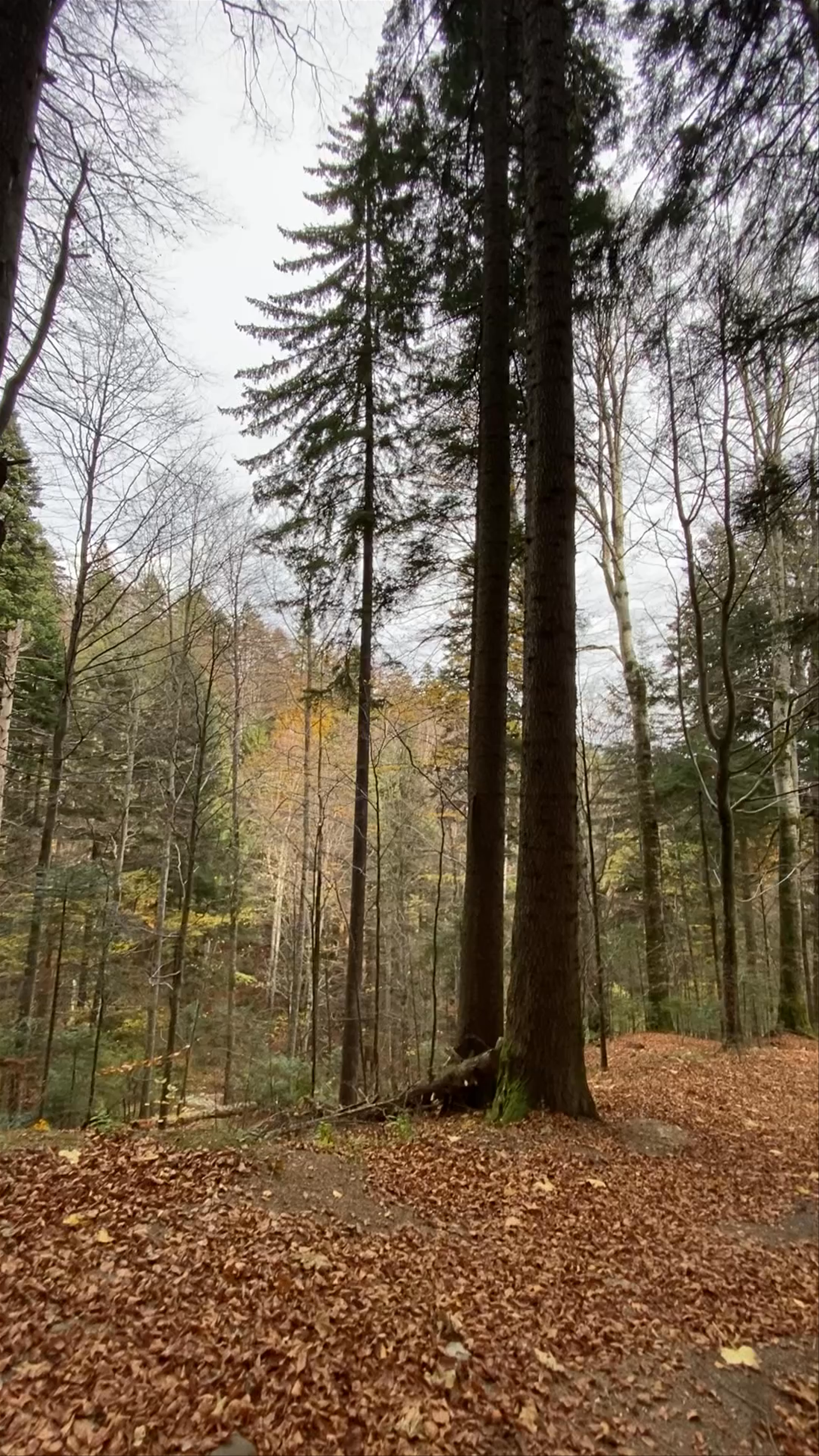 Parcul Natural "Bucegi"