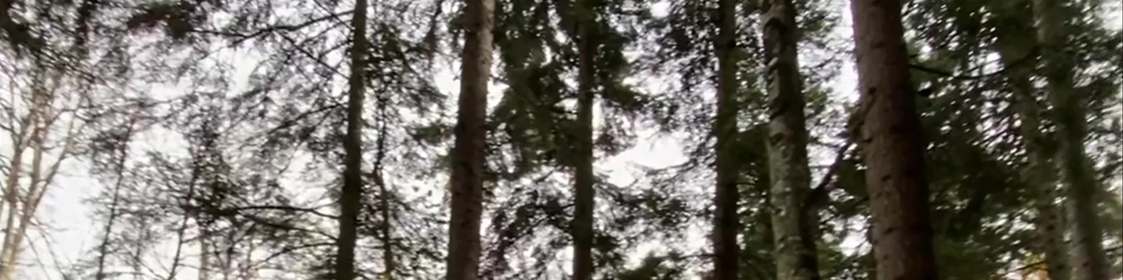 Parcul Natural "Bucegi"