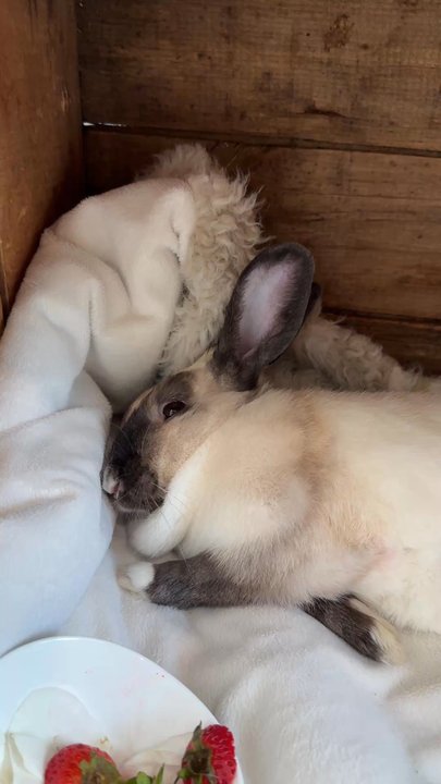 SNAP Spay Neuter Action Project - Luna flopped over resting 24hours after surgery. Her incision looks clean, well glued, and as minimal as possible. - Veterinarians Near Me