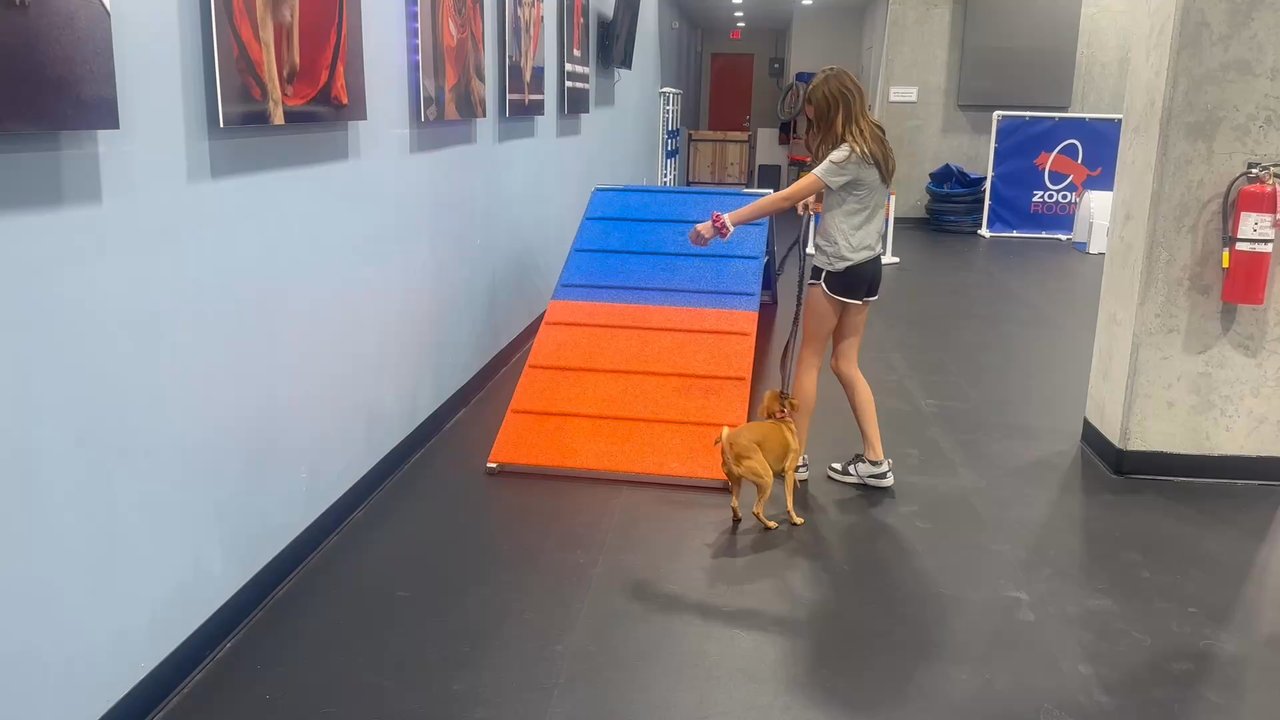 Zoom Room - Pet Training Near Me - Santa Clara, California