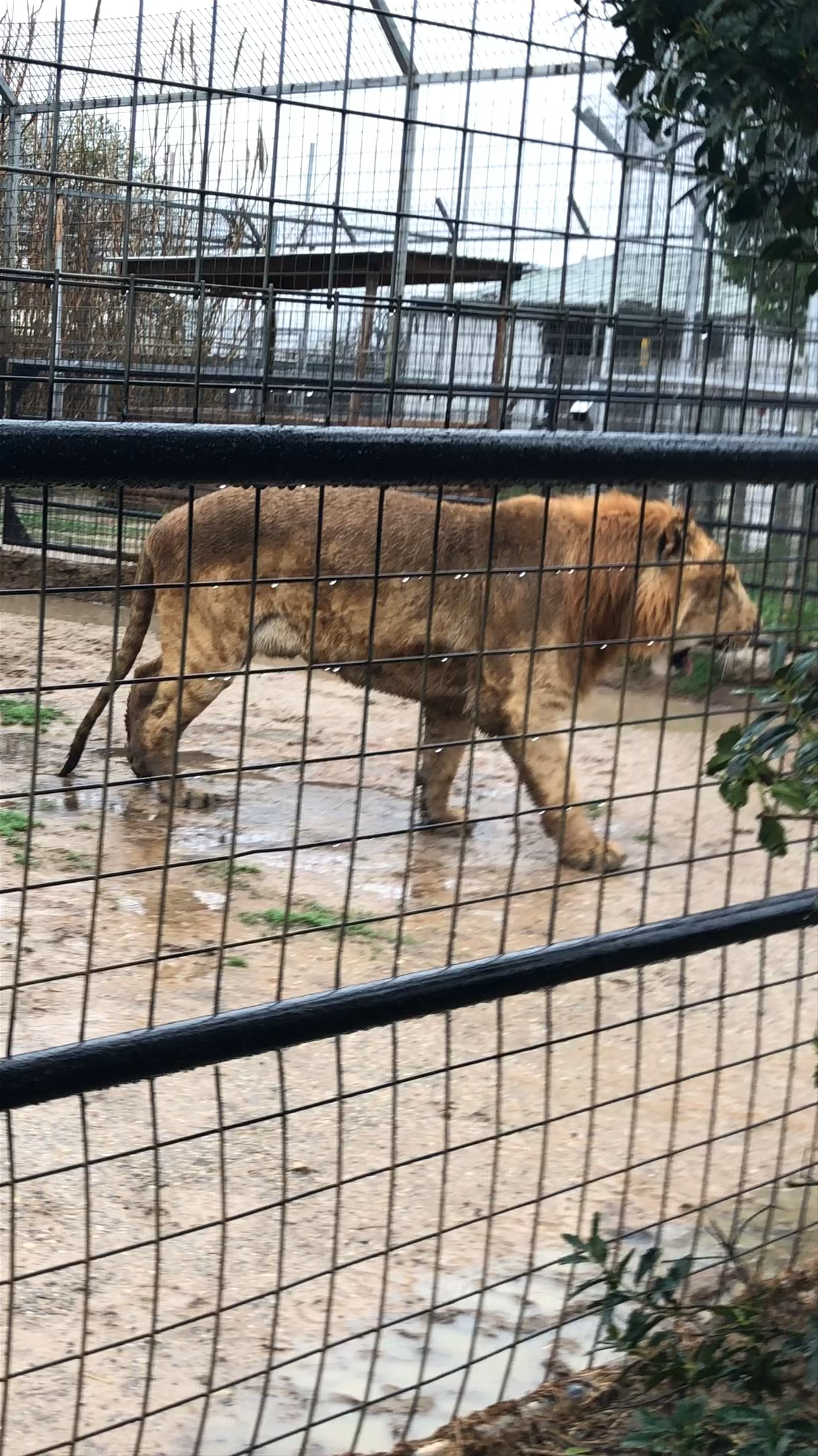 Tiger Safari Zoological Park