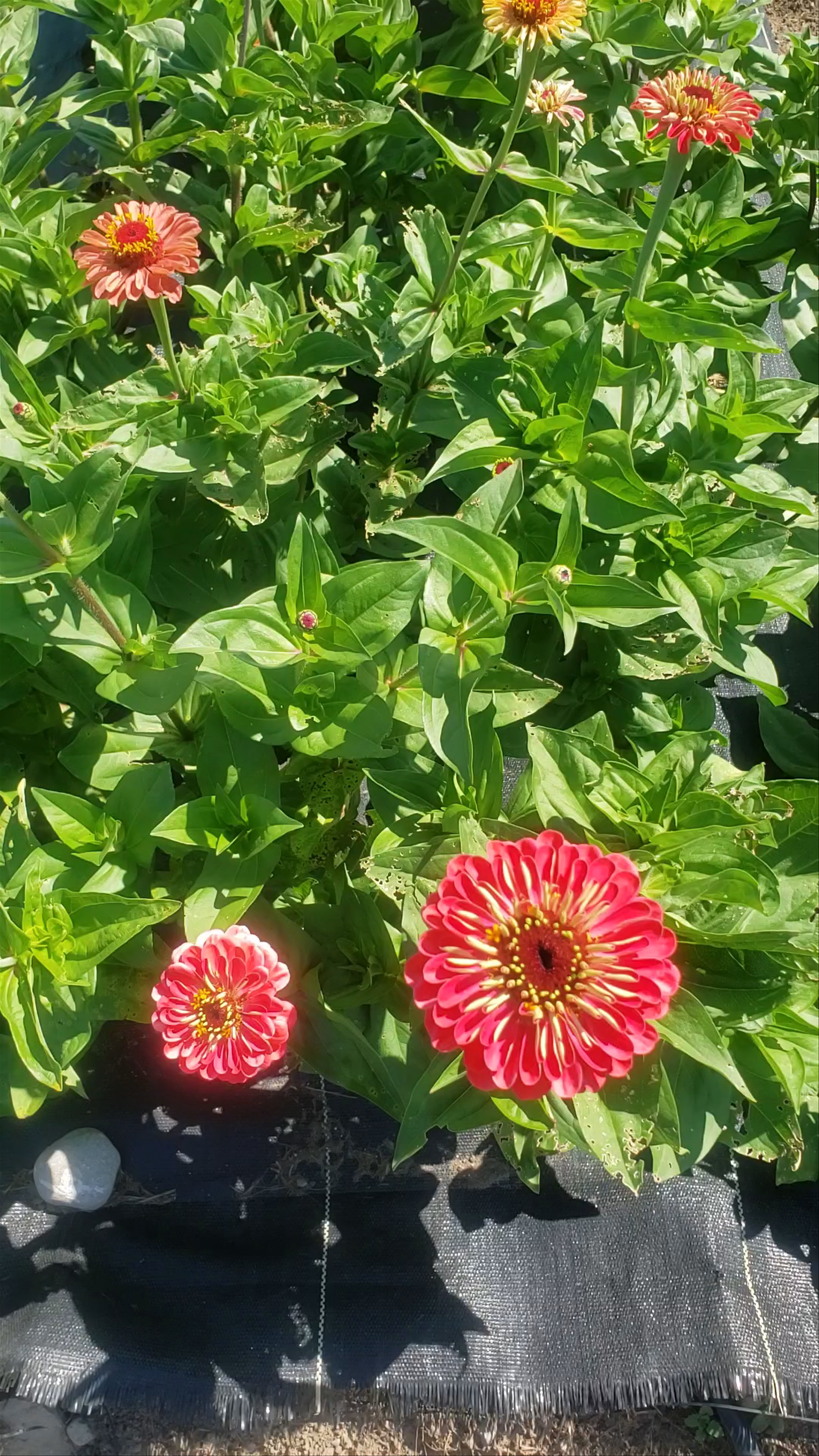 Makkink's Flower Farm