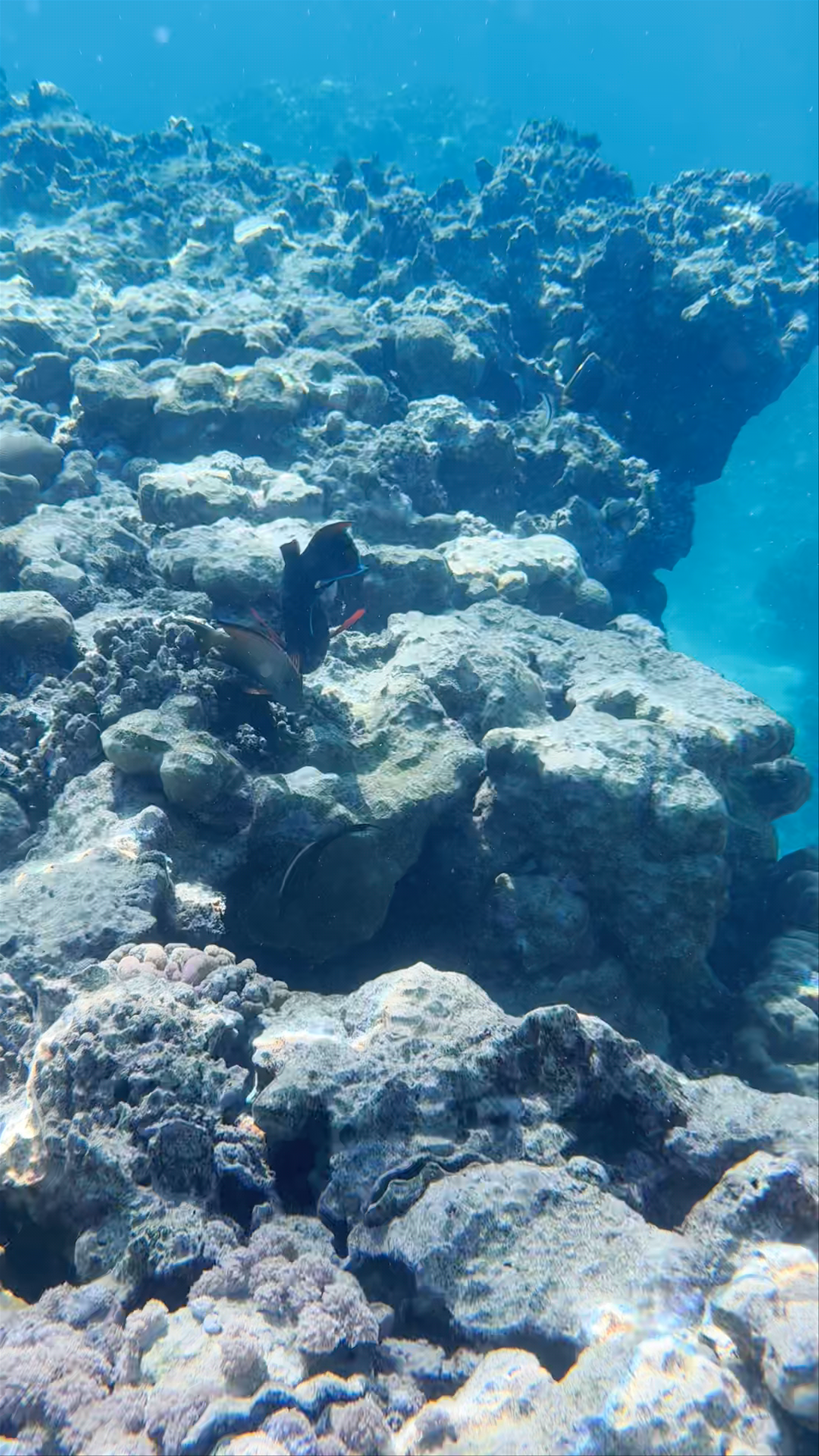 Underwater Exploration at Temple Reef, Egypt