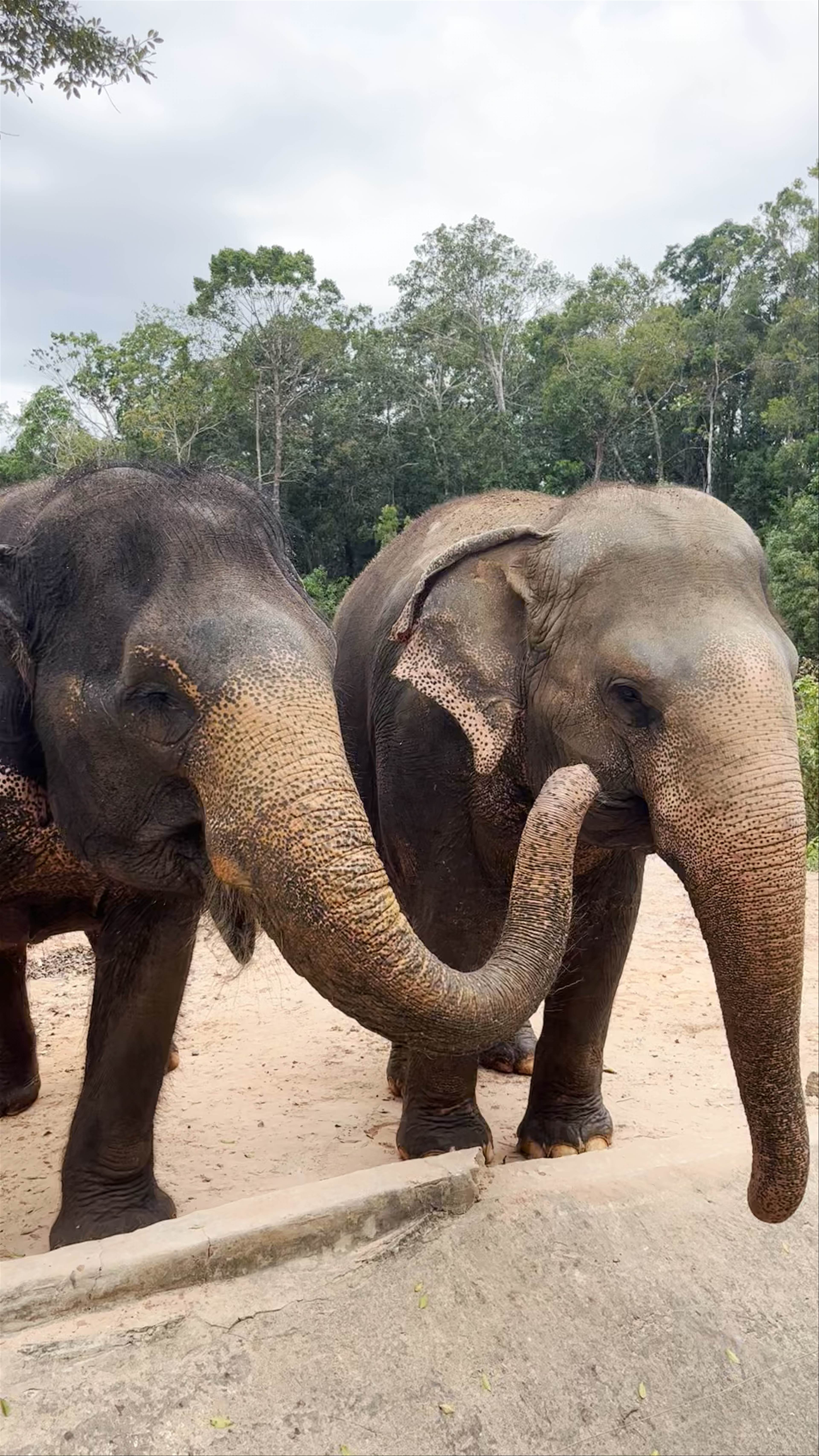 Vinpearl Safari Phú Quốc: Up-Close Elephant Encounters in Tropical Vietnam