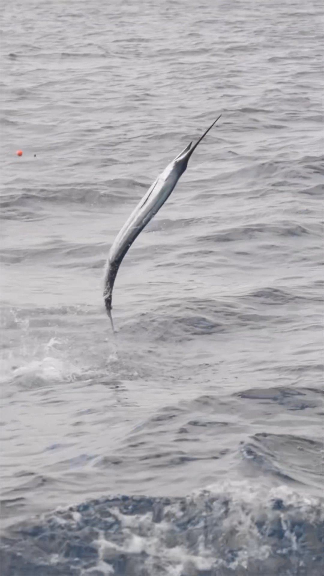 Sailfish season is here!!! 

Get all your livewe...