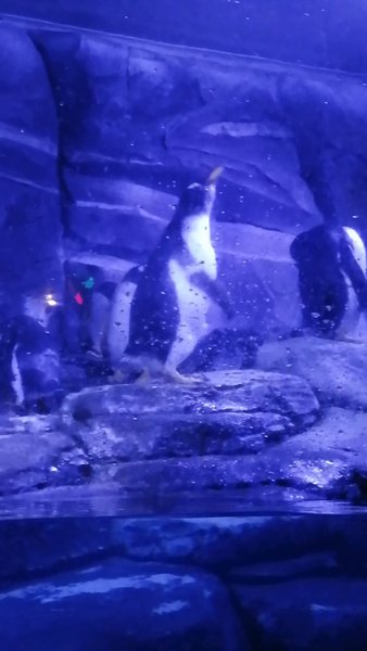 Photo of 🐧😍Penguins @ Istan