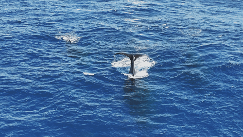 Untitled Work animated gif