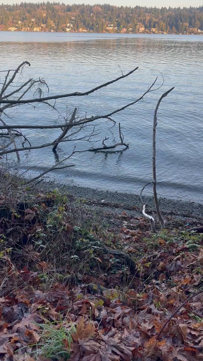 Seward Park - Beautiful - Hiking Near Me - Seattle, Washington