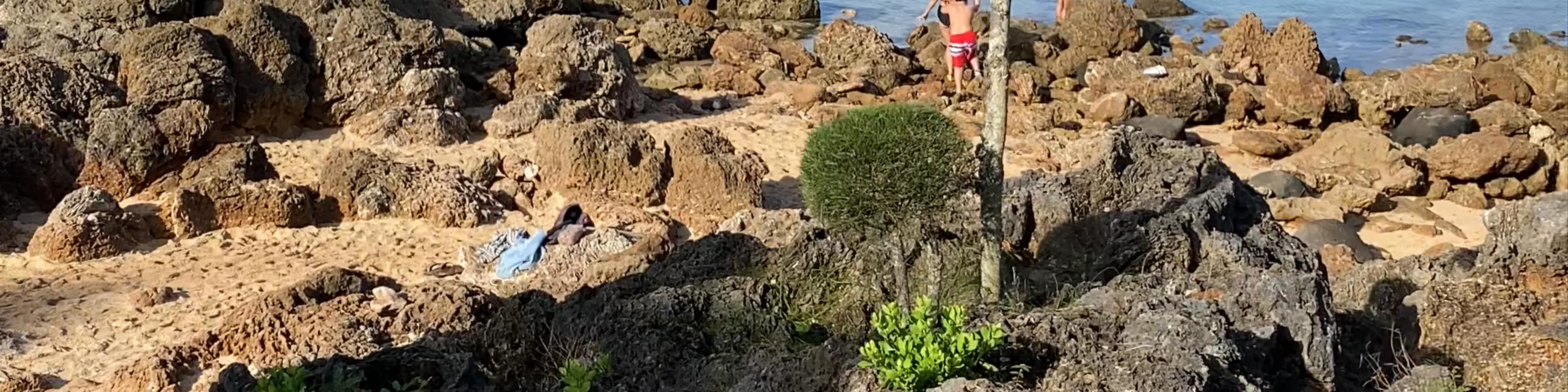Shark’s Cove