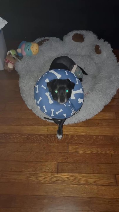 SurgiPet - Veterinarians Near Me - Buford, Georgia