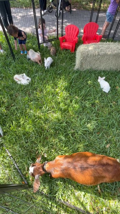 Dante's Bounce House - Petting zoo! They had goats, bunnies, chickens, ducks, and pigs! - Bounce House Rentals Near Me - Miami, Florida