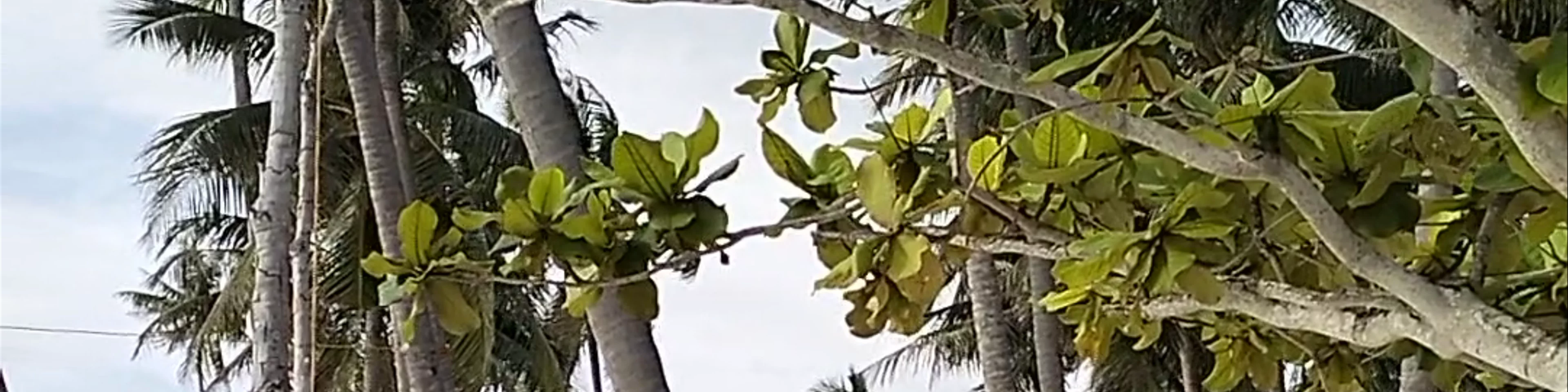 MeJu Beach