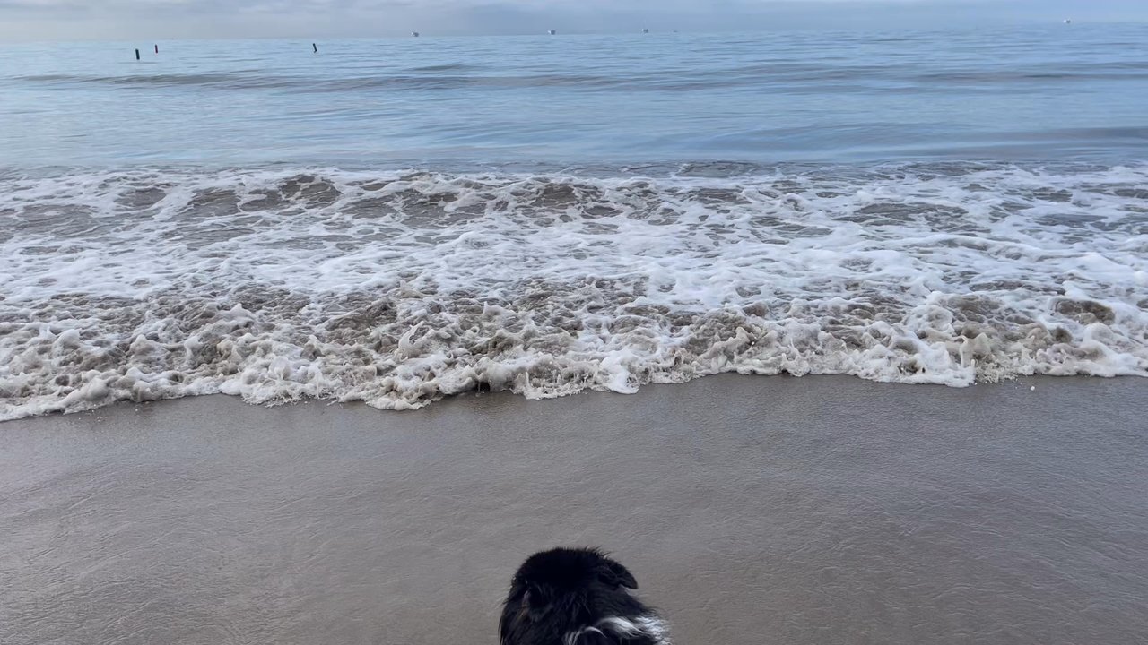 Carpinteria City Beach - Our Aussie loves the beach - Beaches Near Me - Carpinteria, California