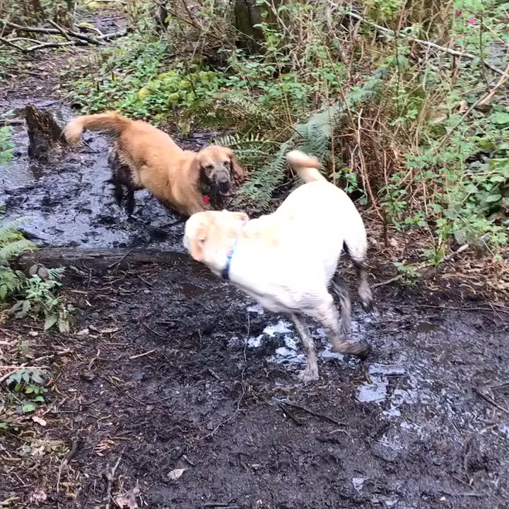 Loganberry Lane Park - Fun times playing follow the leader on the trails - Dog Parks Near Me - Everett, Washington