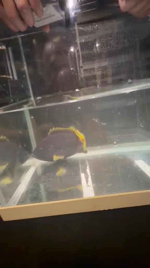 Banana Moray Eel 12-14inch
