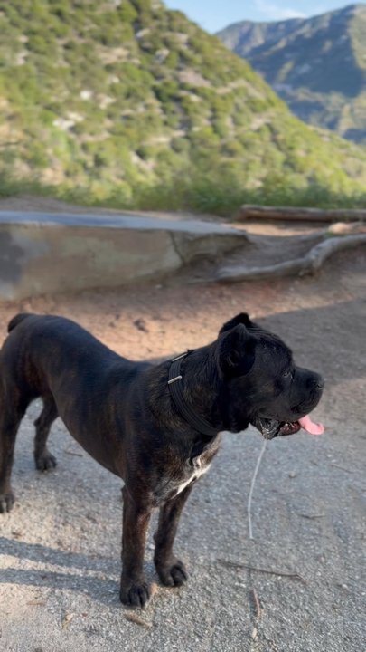 Sturtevant Falls - Juat my dog enjoying the view - Hiking Near Me