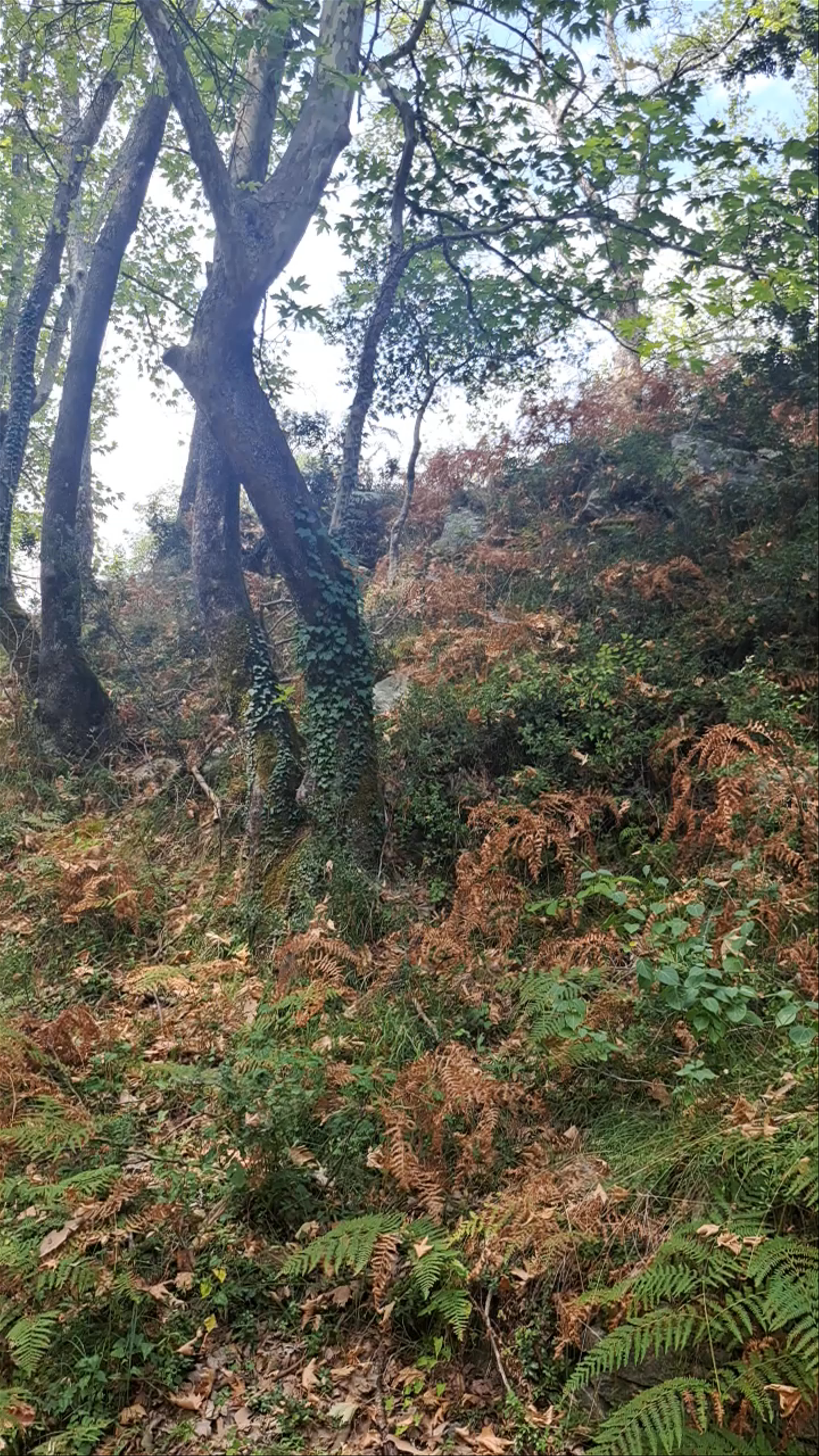 Forest Retreat at Vathra Mesoropis, Mesoropi Greece