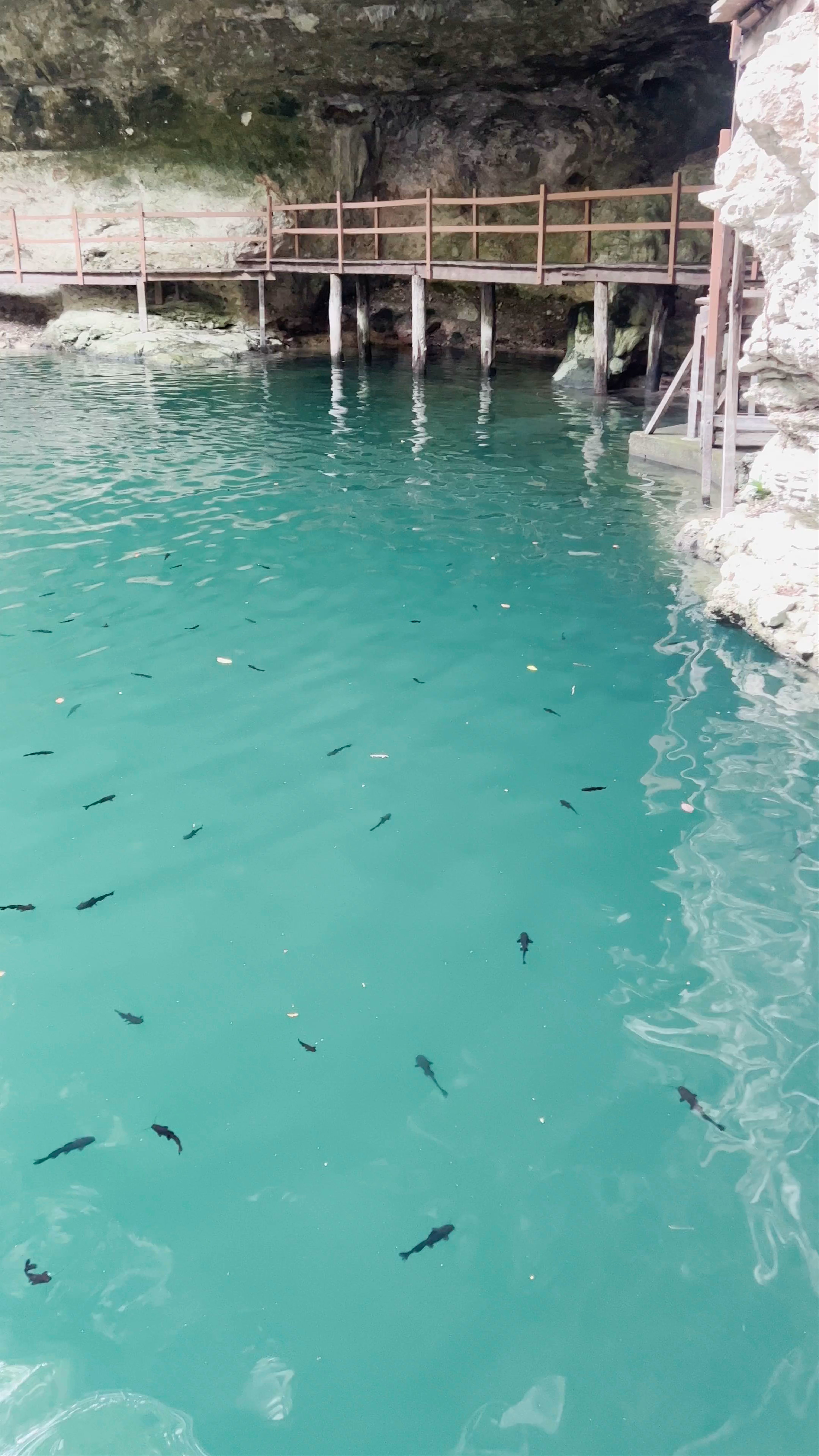 Cenote Xcan Ché: Mystic Waters of Yucatán’s Hidden Gem