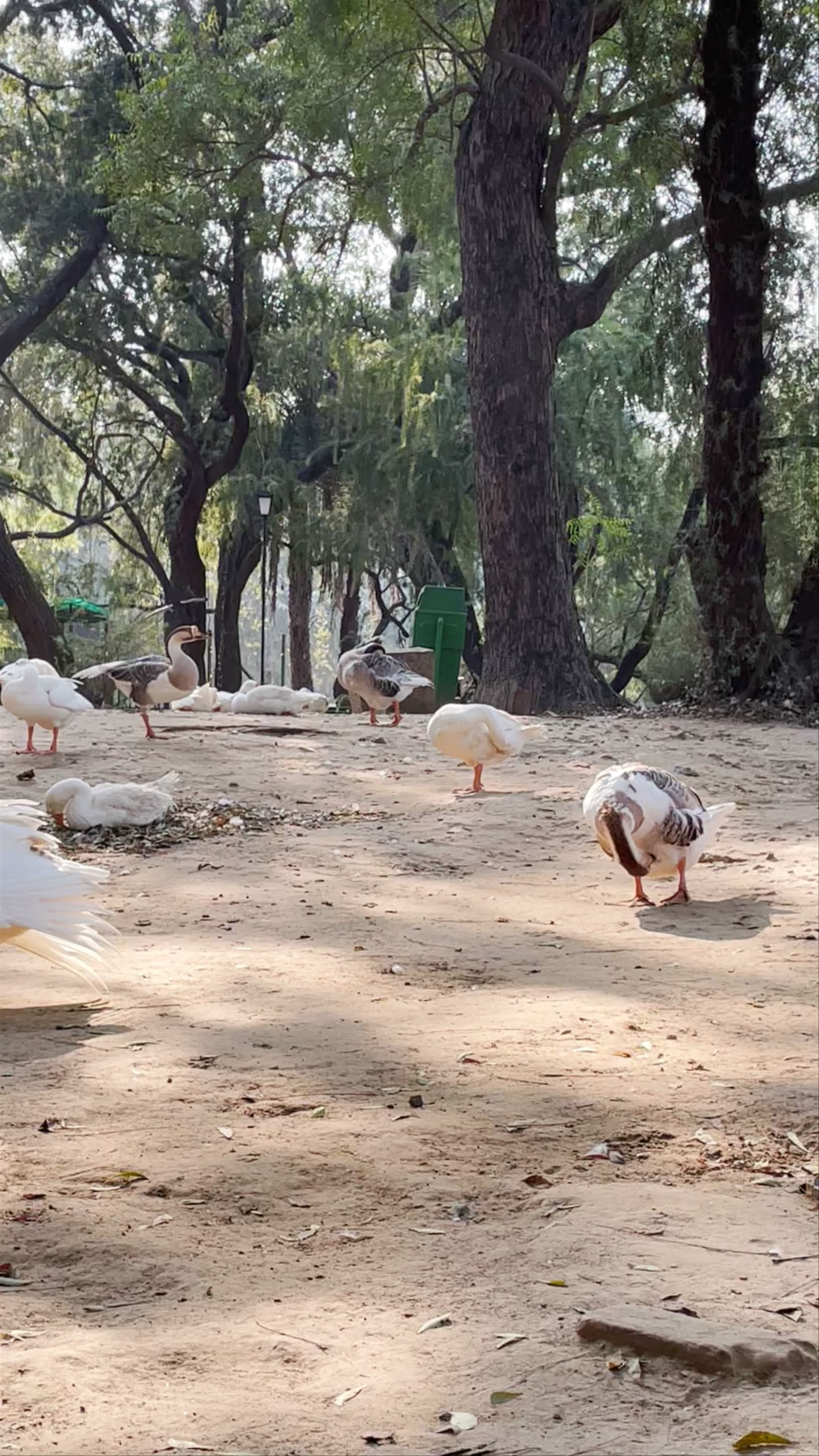 Serene Morning at Lodhi Garden with Peaceful Waterfowl in New Delhi