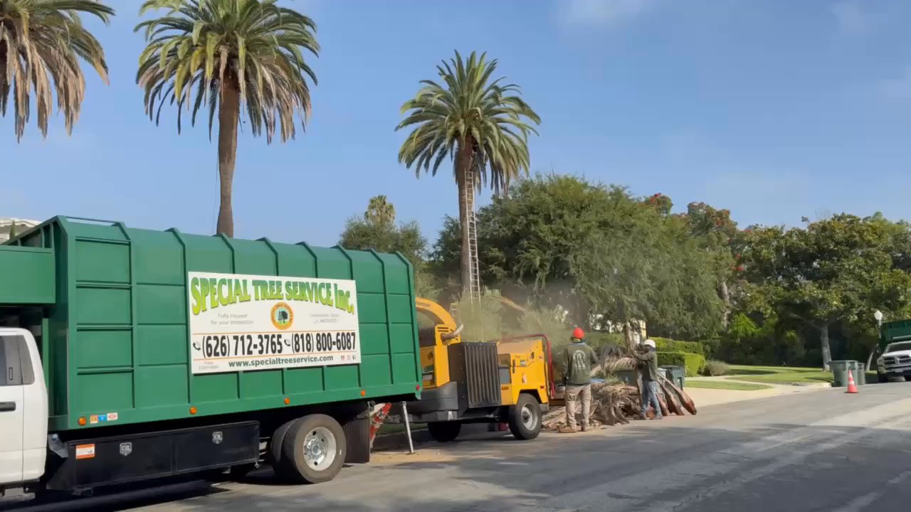 Special Tree Service - Tree Services Near Me - La Crescenta, California