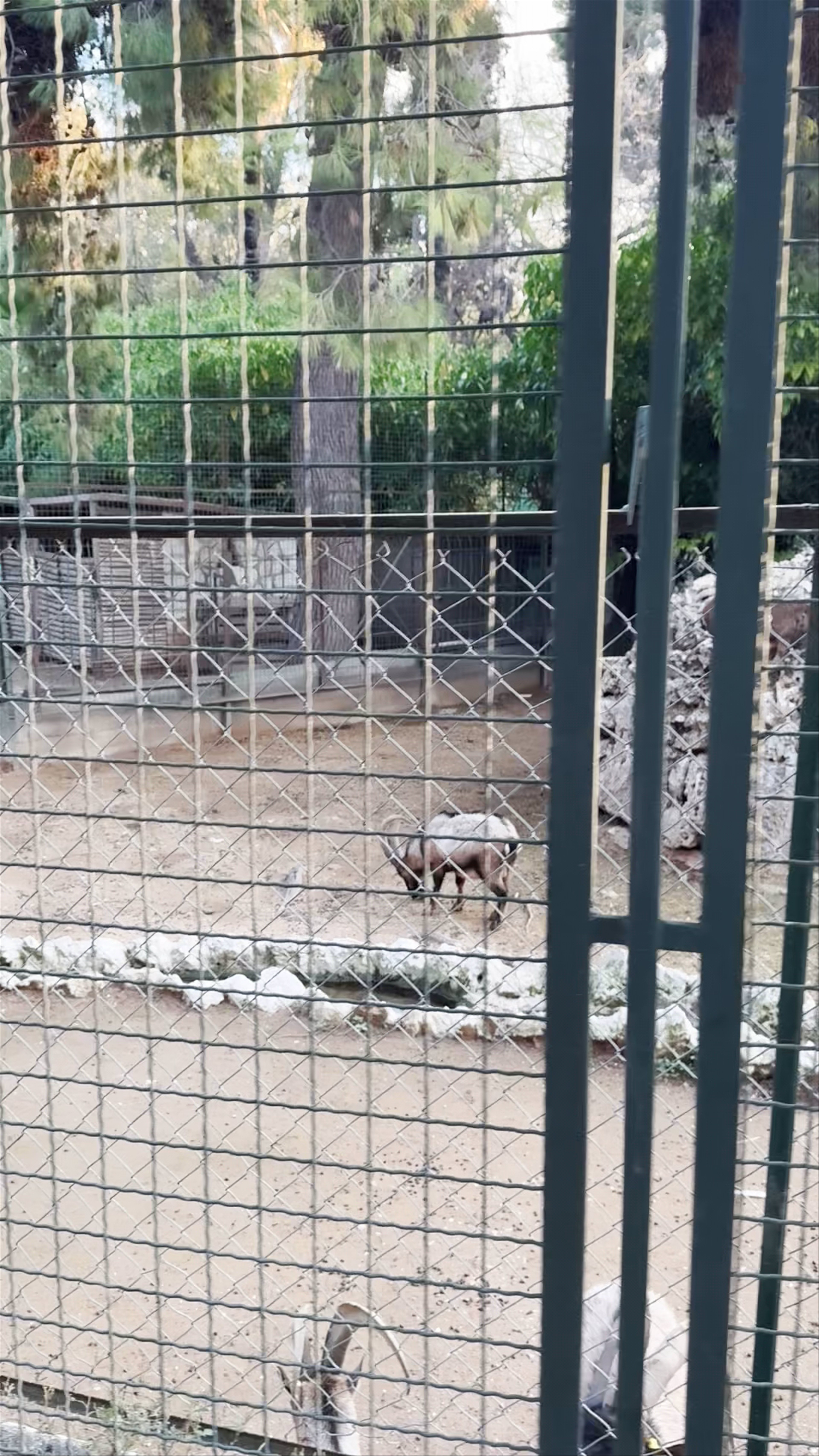 Wildlife Experience at Athens National Garden