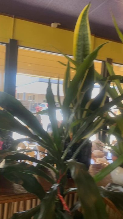Cousin Cafe - Video of interior.. - Chinese Near Me - Newark, California