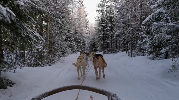 Photo of Experience the Husky