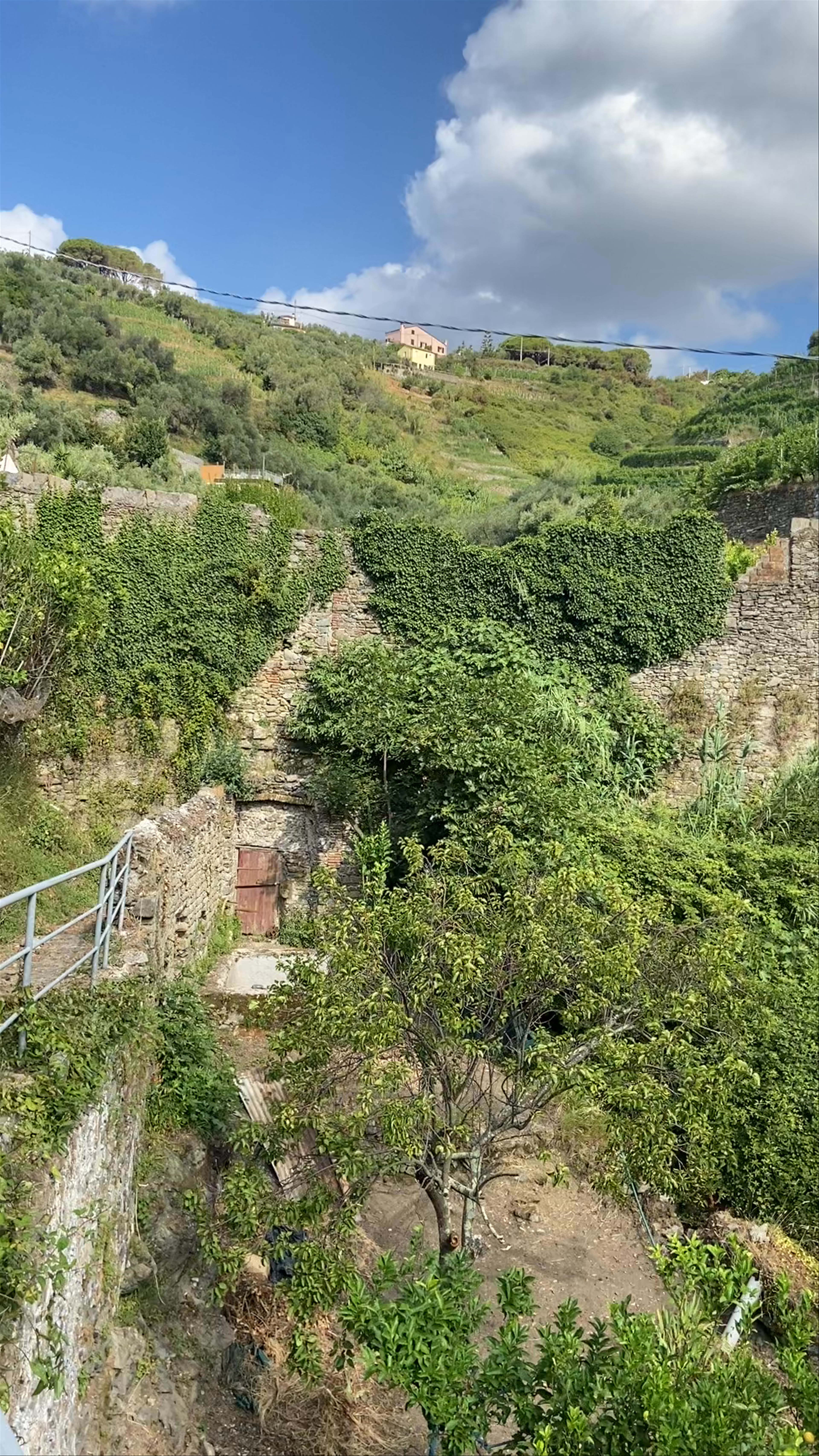 Lush Terraced Hillside at Cinque Terre National Park, Vernazza, Italy
