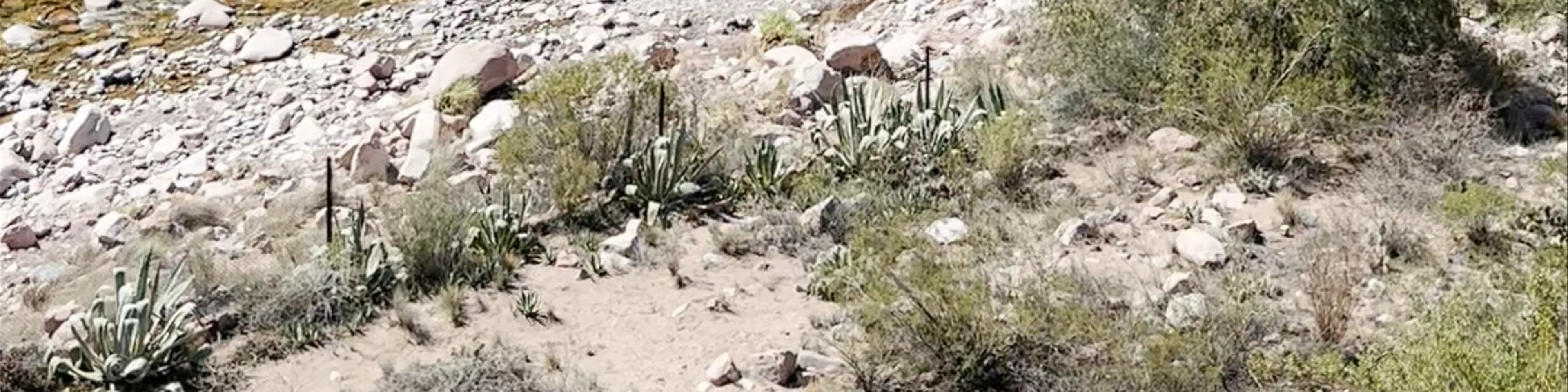 Los Cactus Cacheuta