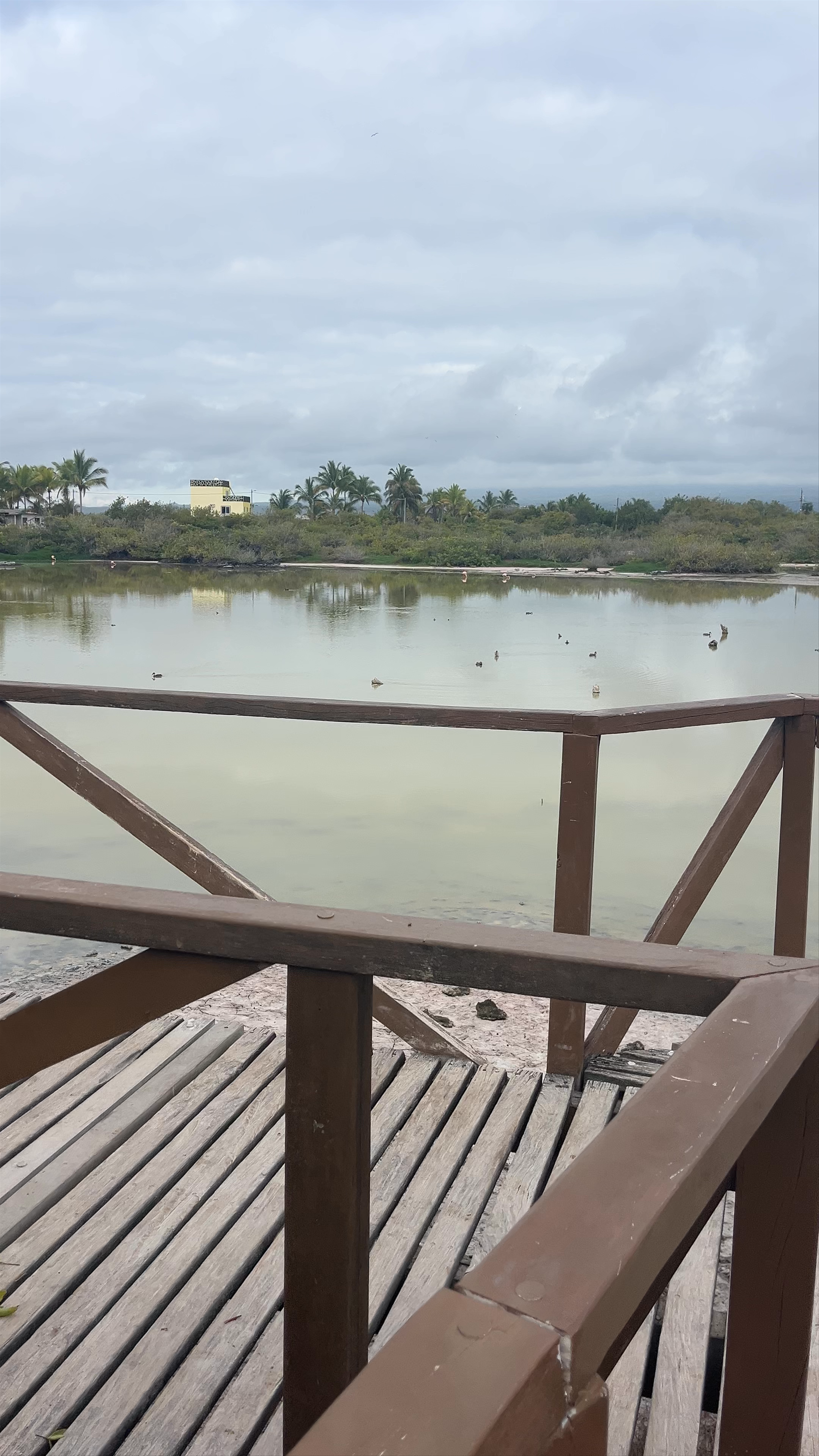 Poza de los Flamingos: Tranquil Flamingo Sanctuary in Puerto Villamil